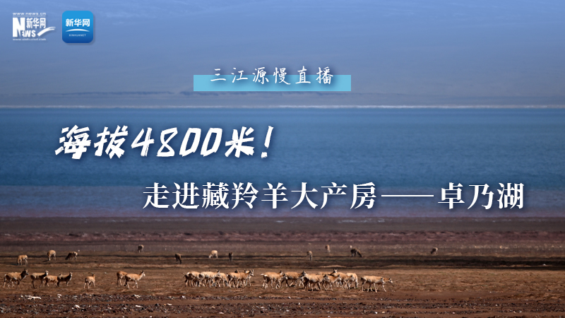 大美中國(guó)｜海拔4800米！走進(jìn)藏羚羊大產(chǎn)房——卓乃湖