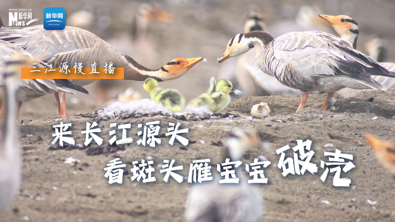 “萌主”當(dāng)家丨來(lái)長(zhǎng)江源頭，看斑頭雁寶寶破殼
